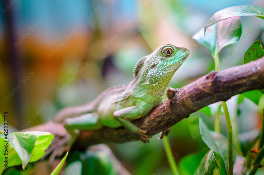 Obraz premium Green plumed basilisk in terrarium