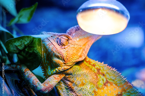 Green chameleon on blue background, bulb