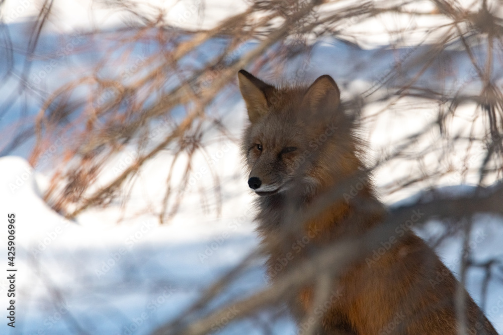 Fototapeta premium A curious fox sitting in an outside snowy area under a tree, waiting and stalking. Taken in early spring time in northern Canada. 
