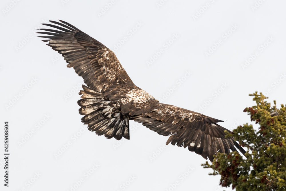 Fototapeta premium A young eaglet, bald eagle landing on top of a spruce tree with light blue sky behind. Taken in spring time in northern Canada. 