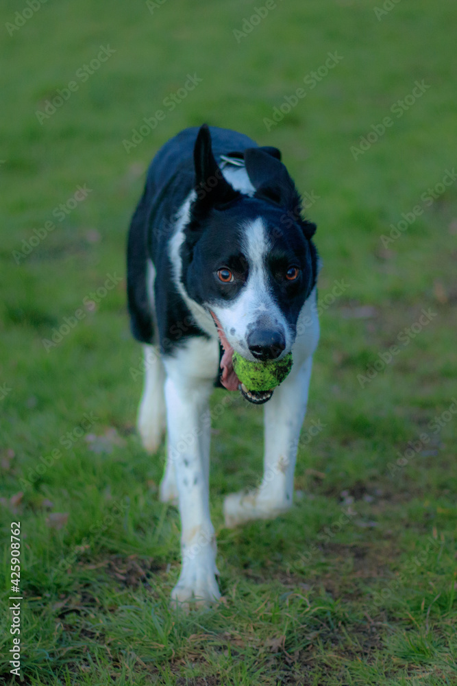 Border Collie with Ball