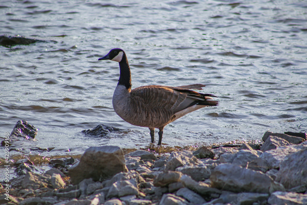 Fototapeta premium The Standing Goose