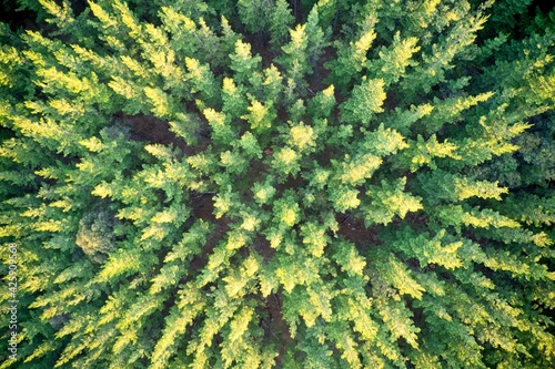 Drone field of view of a pine trees in Mullalyup State Forest Western Australia © Tristan Barrington