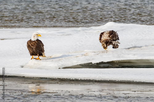 Fototapeta Two eagles standing, flapping wings on the edge of an icy ice shelf in northern Canada during early spring