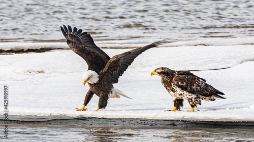 Photography Bald eagle parent and baby, young eaglet standing and flapping wings on an icy, ice shelf in northern Canada during spring time with magnificent feathers, wings and body