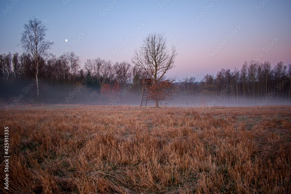 Morning fog on the edge of the field Morning fog on the edge of the field