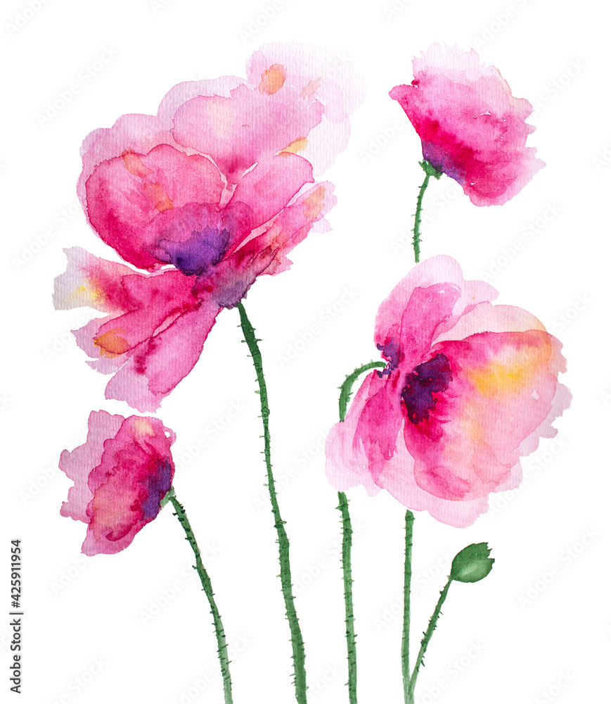 composition of flowers poppies of pink color painted by watercolor, isolated on white background