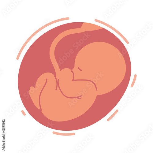 baby in the womb