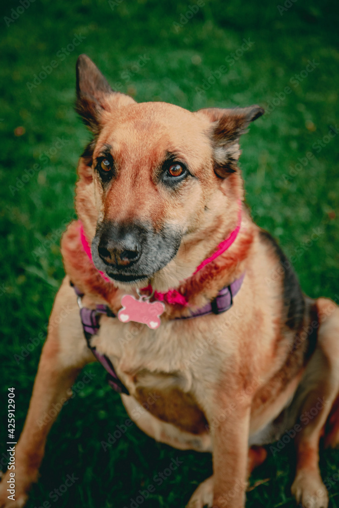 close-up of breedless dog looking straight into the camera