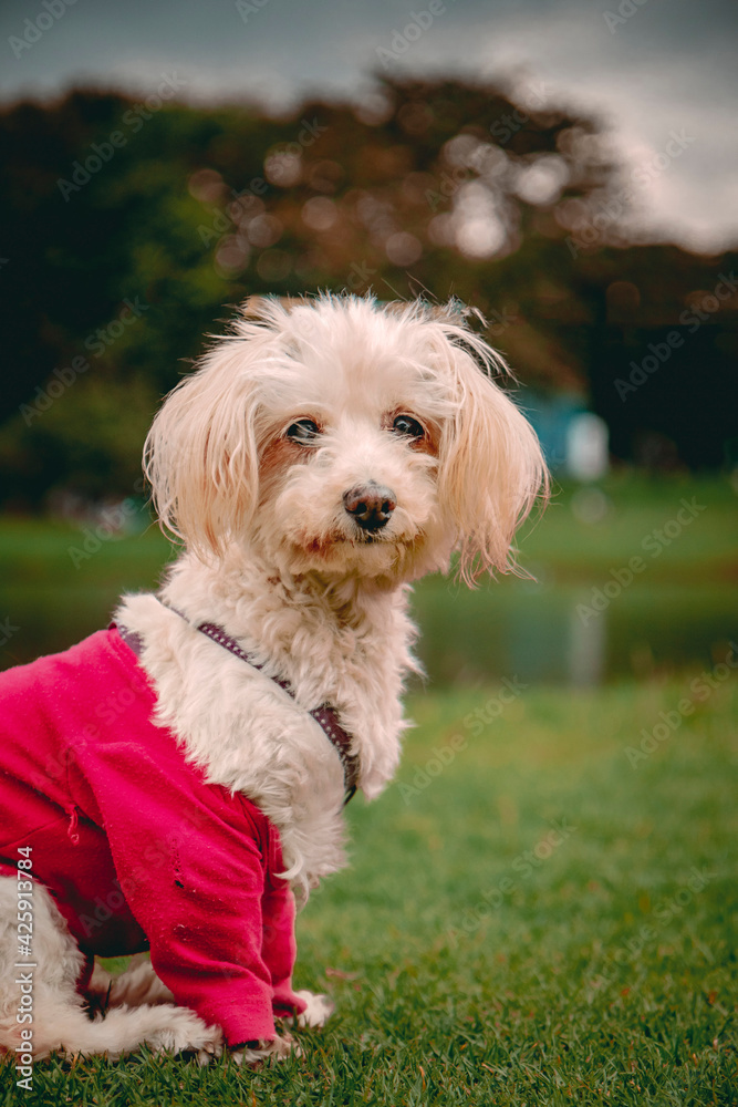 old poodle dog sitting in the park with sick vision problems old poodle dog sitting in the park with sick vision problems
