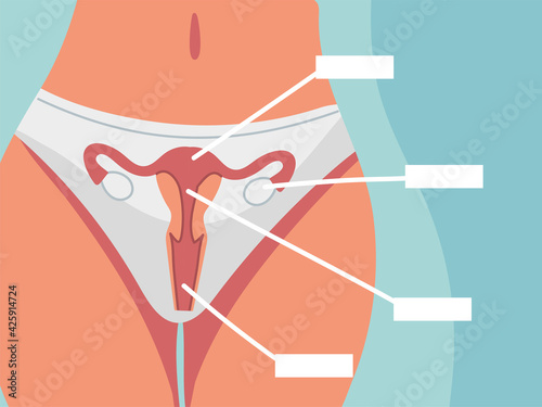 anatomy female reproductive