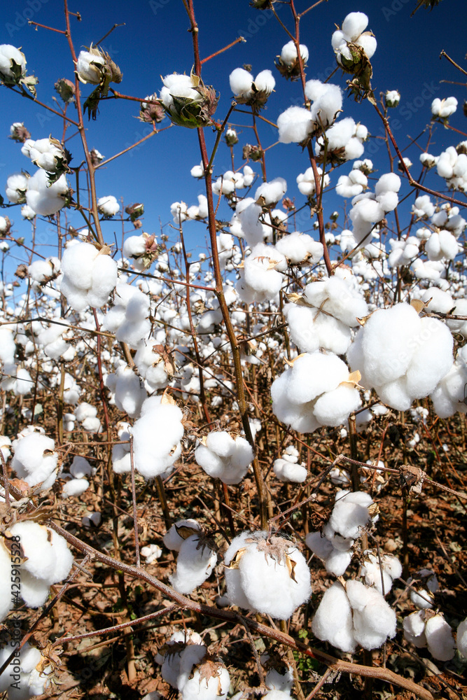 Cotton fields ready to be harvested Cotton fields ready to be harvested
