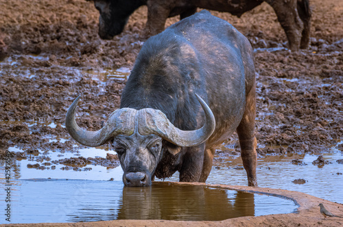 Cape Buffalo drinking in Mokala photo