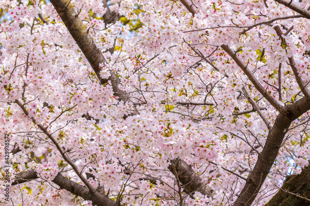 Fototapeta premium 満開の桜