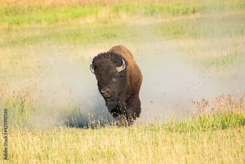 A bison running in a cloud of dirt.