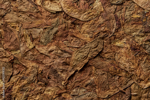 Tobacco leaves pattern. High quality photo