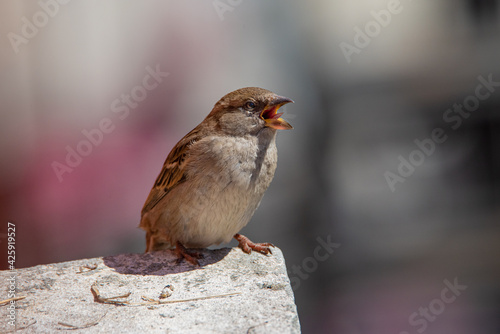 A little sparrow running its mouth while perched on a city ledge