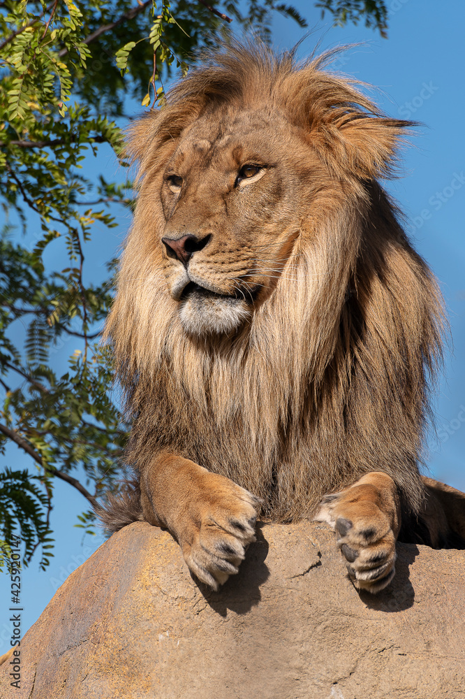 Fototapeta premium Lion (male) lying on a rock, with a blue sky background.