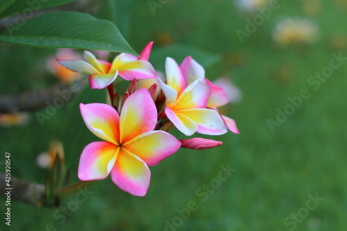 Pink yellow plumeria flowers on blurred background