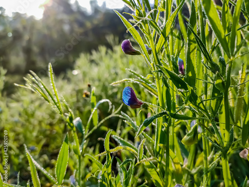 Lathyrus sativus, also known as grass pea, chickling pea, Indian pea, white pea and white vetch, is a legume commonly grown for human consumption and livestock feed in Asia and East Africa. photo