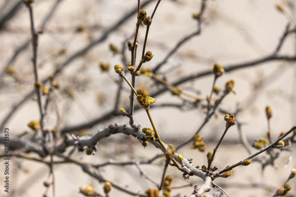 plane tree bud and branches, burgeon, plane tree bud and branches, burgeon,