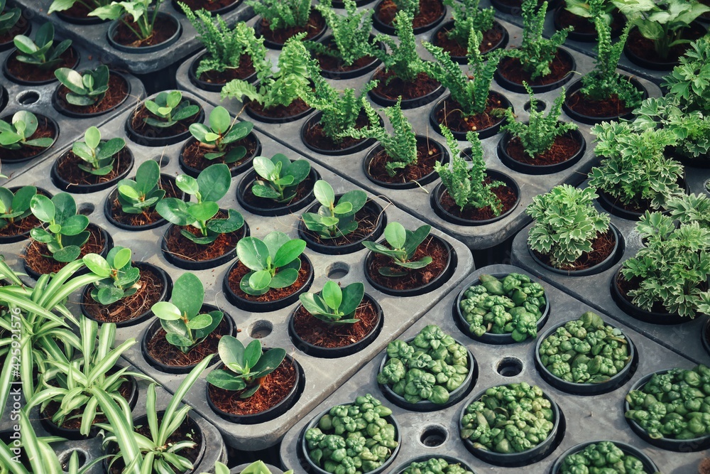 Beautiful of seedling and the pot in garden Beautiful of seedling and the pot in garden