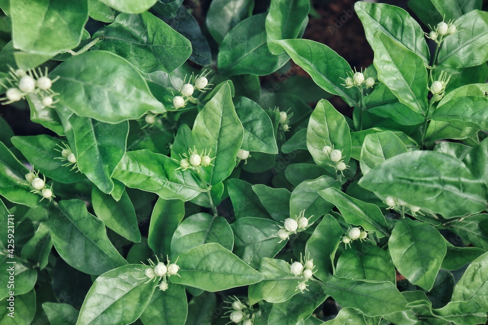 Beautiful of jasmine white flowers with leaves in garden Beautiful of jasmine white flowers with leaves in garden