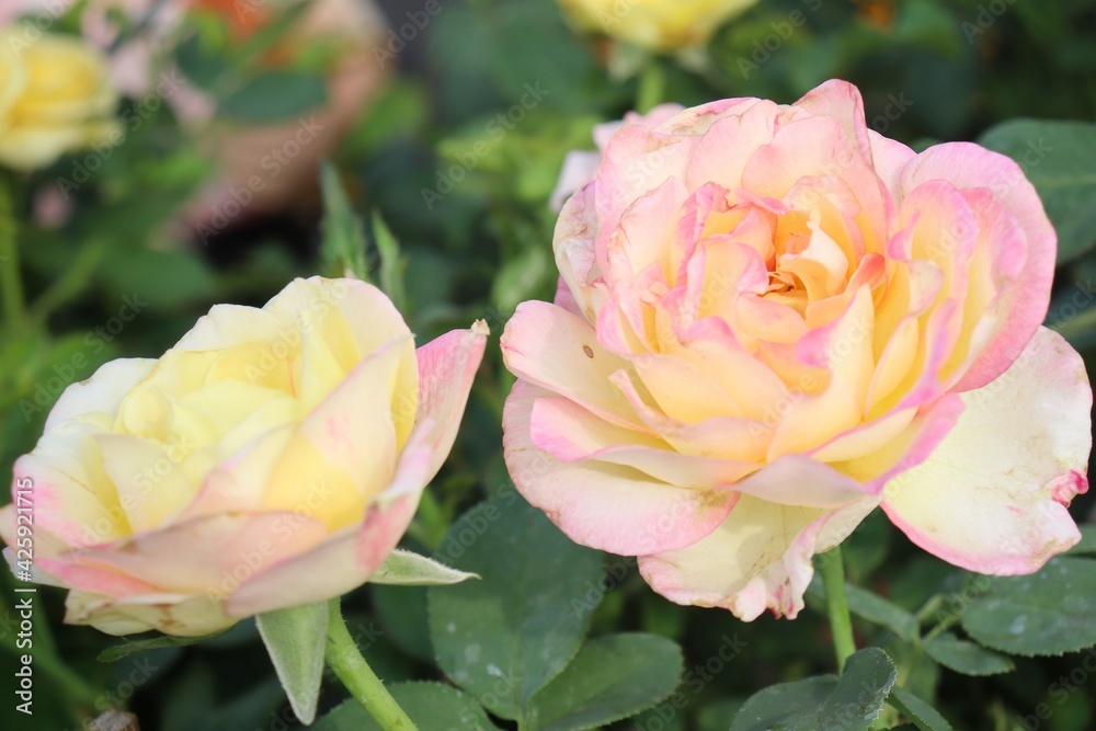 Beautiful of white rose flowers spring in the garden Beautiful of white rose flowers spring in the garden