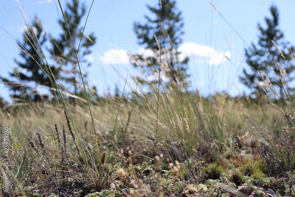 grass and sky grass and sky