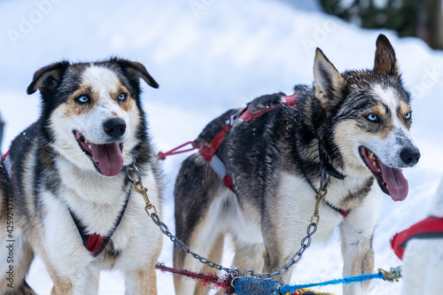 Two dogsled dogs with blue eyes