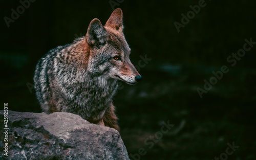 Photo Coyote portrait with head detail