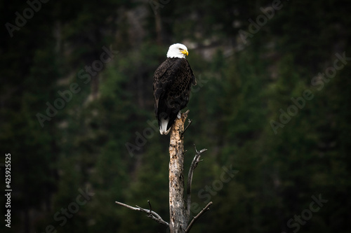 Bald eagle sitting on top of dead tree