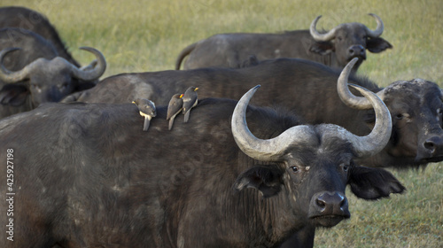 Cape buffalo with yellow-billed oxpeckers on back  Ol Pejeta Conservancy  Kenya