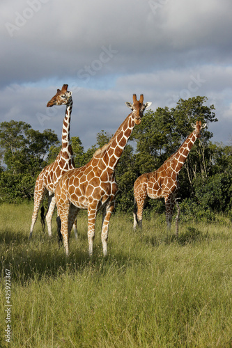 Reticulated giraffes standing in long grass  Ol Pejeta Conservancy  Kenya