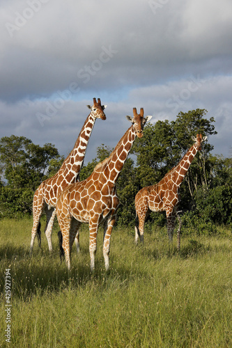 Fototapeta Naklejka Na Ścianę i Meble -  Reticulated giraffes standing in long grass, Ol Pejeta Conservancy, Kenya
