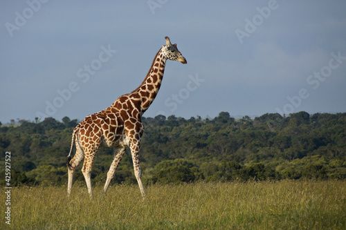 Reticulated giraffe walking in long grass  Ol Pejeta Conservancy  Kenya