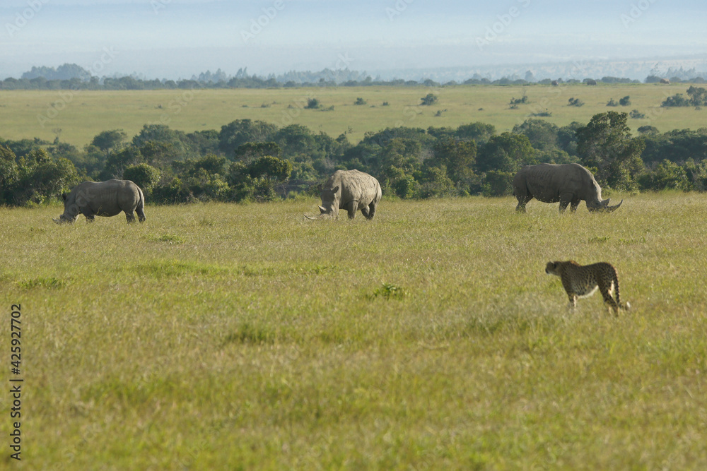 Cheetah walking among grazing white rhinos, Ol Pejeta Conservancy, Kenya Cheetah walking among grazing white rhinos, Ol Pejeta Conservancy, Kenya