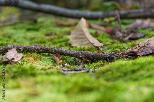 A close up of a fallen twig and leaves on moss in a forest.