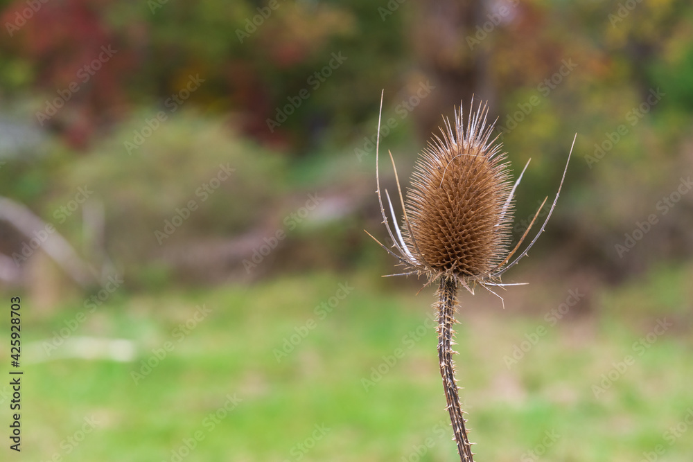 thistle in the field with copy space