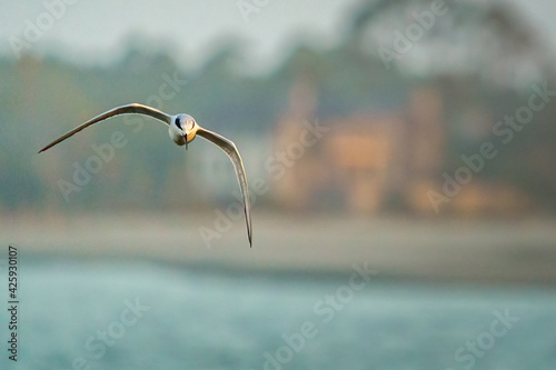Least Tern in flight photo