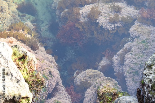 透き通る海、海中の草、海藻 岩の海
