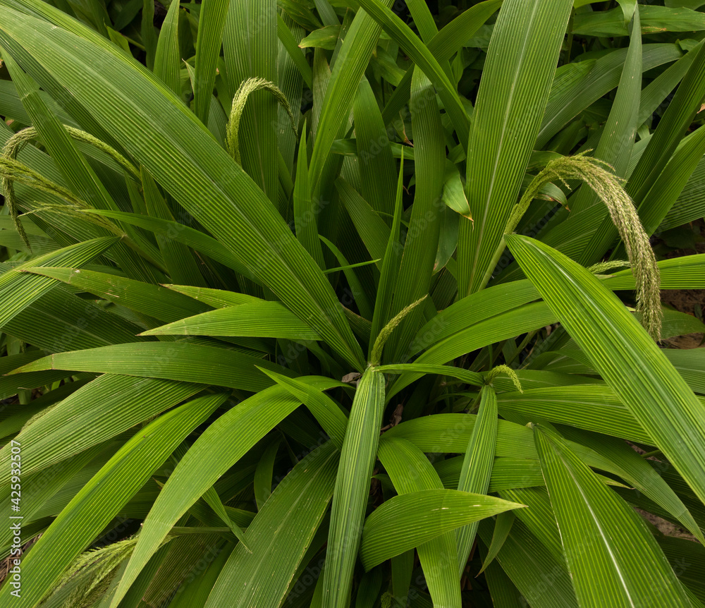 Obraz premium Leaves background. Ornamental grass. Closeup view of Seteria sulcata, also known as Palm Grass, green leaves foliage and flowers, spring blooming in the park.