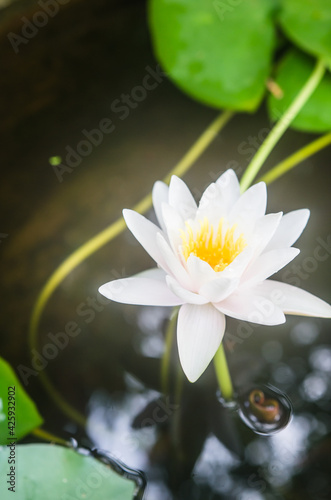 The lotus flowers in the pond are blooming in the morning.