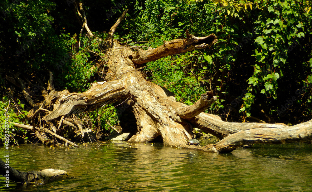 Dead tree submerged in water Dead tree submerged in water