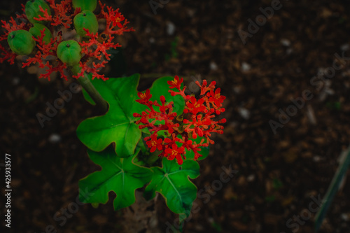 Naturaleza cubana photo