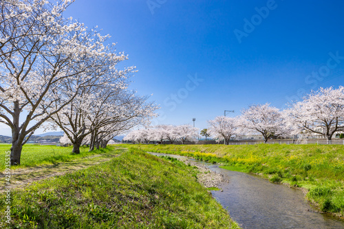 草場川沿いの桜並木と菜の花の風景 福岡県筑前町