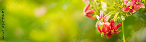 Closeup of mini pink and red flower on blurred gereen background using as background natural plants landscape  ecology cover page concept.