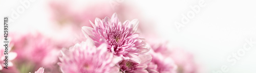 Closeup of pink Mums flower on white background with copy space using as background natural flora  ecology cover page concept.