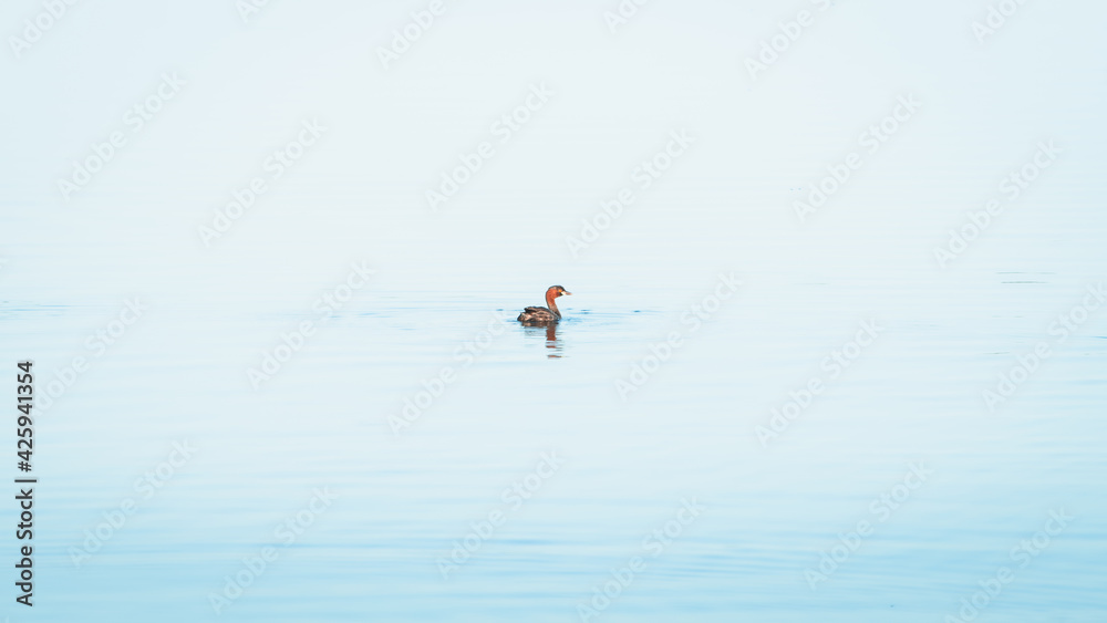 Fototapeta premium Little Grebe duck swimming in a lake isolated on clam blue waters in Pusiyankulama Wewa, Anuradhapura Sri Lanka.