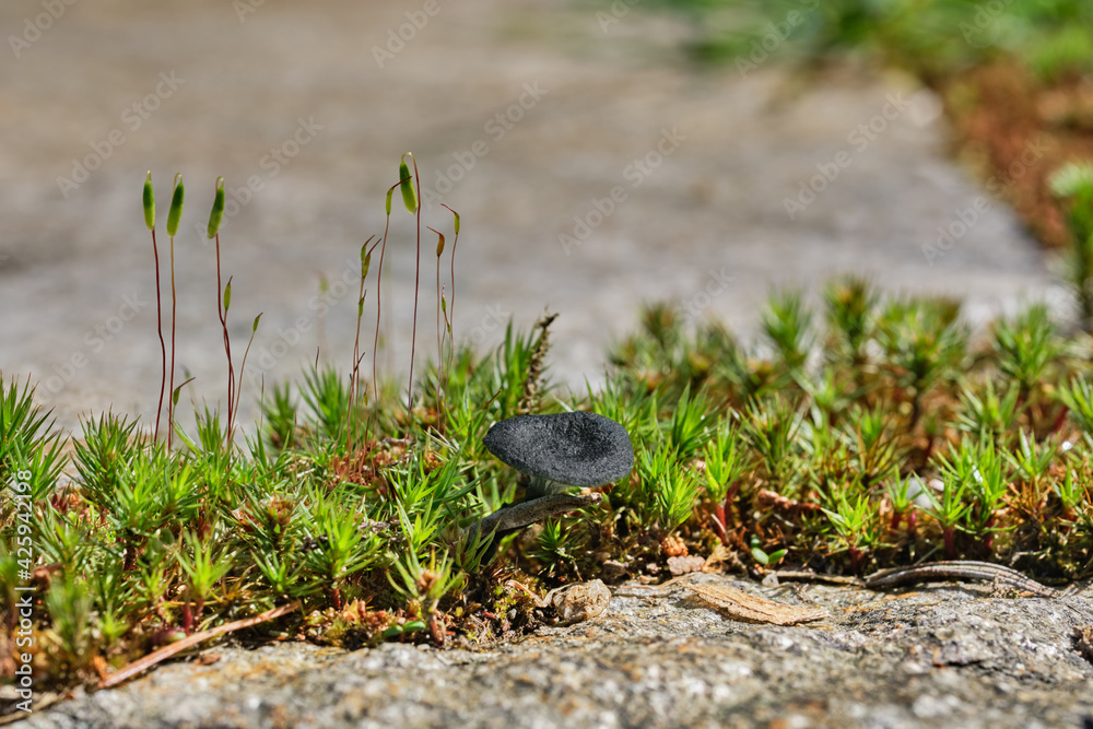 A tiny black mushroom, Arrhenia chlorocyanea, known as verdigris navel, grows among the haircap and fern mosses in a stone patio in the Pacific Northwest A tiny black mushroom, Arrhenia chlorocyanea, known as verdigris navel, grows among the haircap and fern mosses in a stone patio in the Pacific Northwest